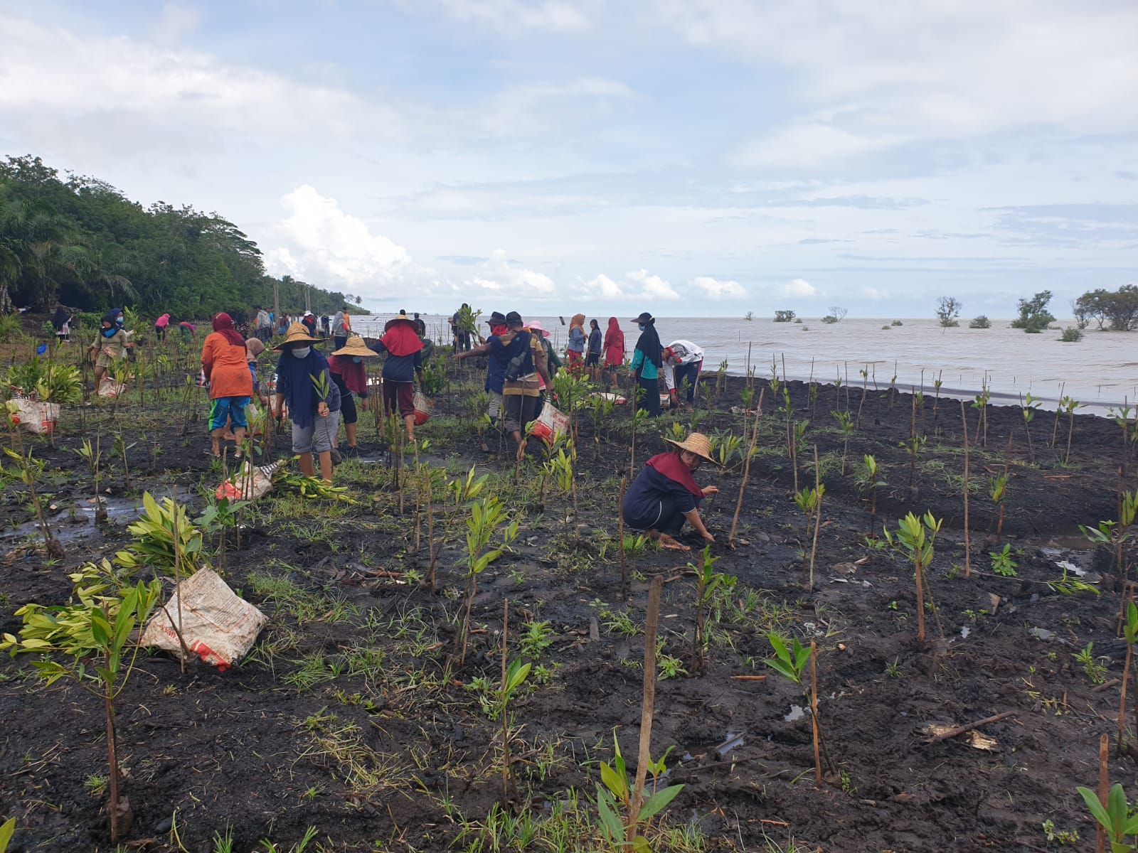 Kolaborasi Rehabilitasi Mangrove Pulihkan Lingkungan Pesisir