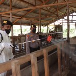 Antisipasi PMK, Polres Meranti Bersama Disnak dan Balai Karantina Semprotkan Disinfektan Terhadap Puluhan Ternak