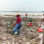 Agar Tidak Abrasi, PT Timah Tbk Tanam 7500 Bibit Mangrove di Wilayah Pesisir Pantai